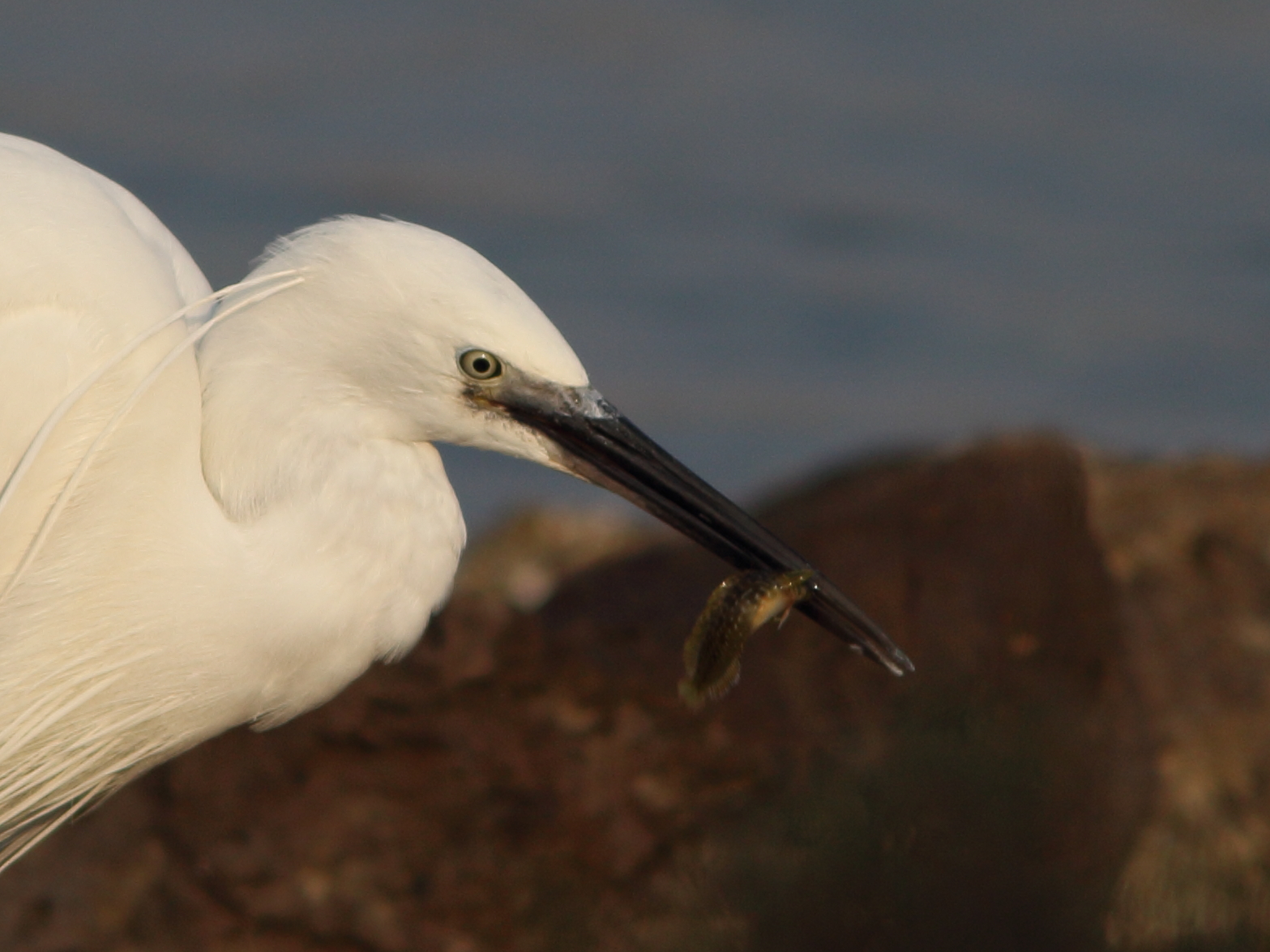 Aigrette garzette